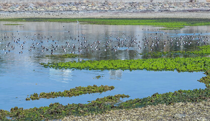 Ducks swimming of surface of man made pond on spring day.
