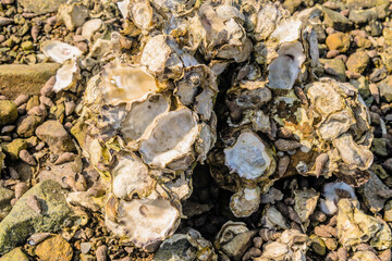 Bunch of seashells clustered together on rocky beach.