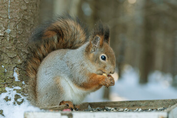 A fluffy forest squirrel sits on a feeder in the winter forest eating peanuts.