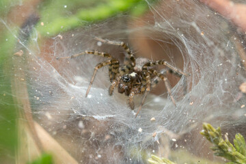 Funnel weaver spider, Textrix sp., waiting for preys on a sunny day