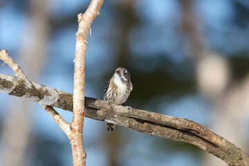 枝にとまるコゲラ