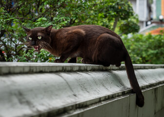 Angry Stray Black Alley Cat