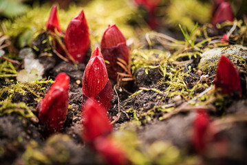 Peony plant shoots in the garden © Maksim Shebeko