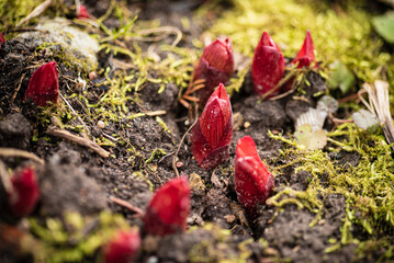 Peony plant shoots in the garden © Maksim Shebeko