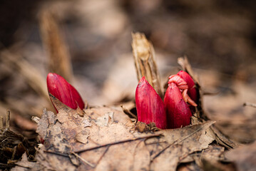 Peony plant shoots in the garden © Maksim Shebeko