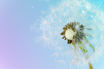 Beautiful postcard with a dandelion on a gradient background, space for a copy. Banner with violet-blue gradient, background for text, postcard, mother's day, glare and blurred lights