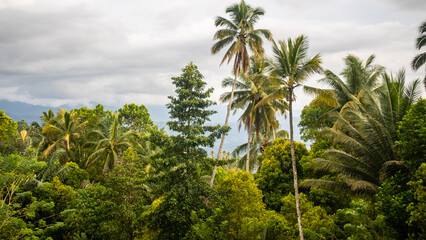 beautiful and amazing green trees