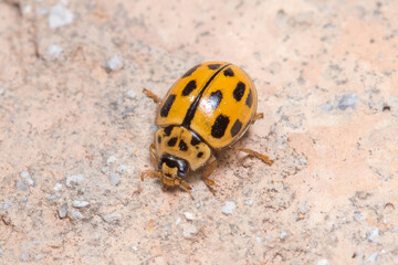 Fourteen spotted ladybird beetle, Propylea quatuordecimpunctata, walking on a wall under the sun