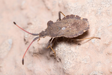 Boat bug, Enoplops scapha, walking on a concrete wall under the sun