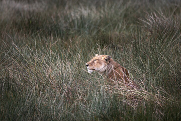 Wild majestic lioness on the hunt, simba, in the savannah in the Serengeti National Park, Tanzania, Africa