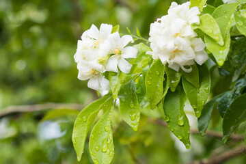 Obraz na płótnie Canvas background texture nature white flowers jasmine in raining 