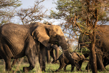 Herd of wild big grey african elephant with a baby in the savannah in the Serengeti National Park, Tanzania, Africa