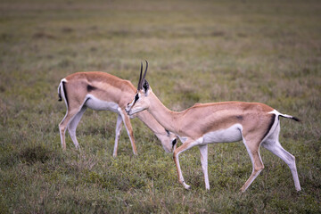 A pair of wild impala antelopes, rooibok, grazing in the savannah in the Serengeti National Park,...
