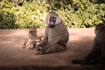 Wild large male olive baboon, monkey, with baby in the savannah in the Serengeti National Park,...