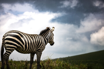 Close up of a wild zebra in the savannah in the Serengeti National Park, Tanzania, Africa