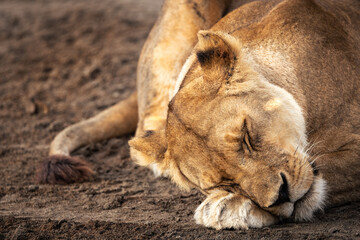 Wild majestic lioness sleeps, simba, in the savannah in the Serengeti National Park, Tanzania,...