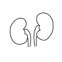 kidney organ anatomy biology medical hand drawn doodle organic line