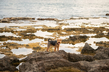 Portrait of welsh terrier dog standing on the rock during the walk at seacoast - 586045184