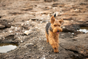 Portrait of welsh terrier dog jumping by stones during the walk at seacoast - 586045189