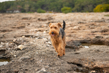 Portrait of welsh terrier dog jumping by stones during the walk at seacoast - 586045320
