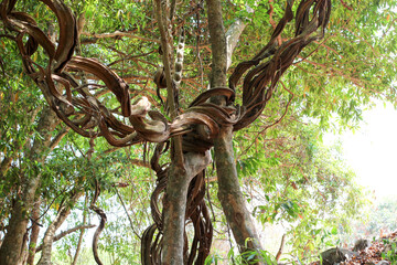 Vines that are naturally intertwined on trees.