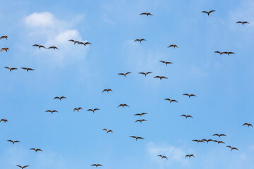 Bubulcus ibis. Flock of cattle egrets in flight. Province of Leon, Spain.