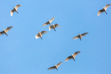 Bubulcus ibis. View from below of cattle egrets in flight. Province of Leon, Spain.