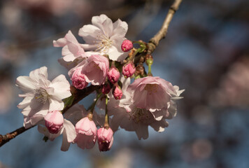 pink cherry blossom and buds on branch in spring