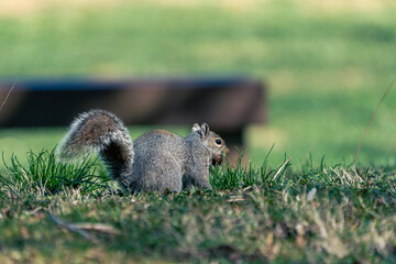 squirrel eating nut