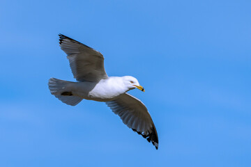 seagull in flight