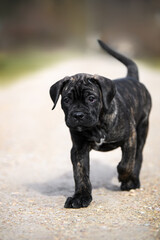 cute curious cane corso puppy walking outdoors