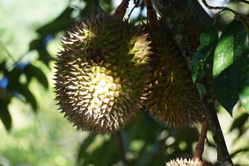 Green durian on the tree. Durian is one of the exotic fruit from East Asia. This fruit has strong aroma, some people like it and some do not