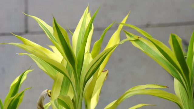 can you put snake plants outside Yellow Striped Snake Plant