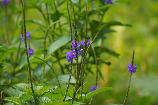 Stachytarpheta jamaicensis with a natural background. Also called blue porterweed, blue snake weed and bastard vervain