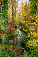 Vertical shot of a crooked stream in the forest in autumn