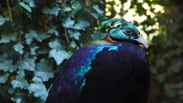 Wild life bird. Himalayan monal (Lophophorus impejanus), also known as the Impeyan monal.