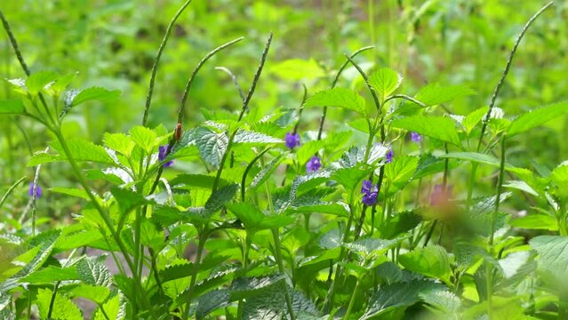 Stachytarpheta jamaicensis with a natural background. Also called blue porterweed, blue snake weed and bastard vervain