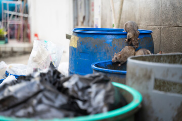 Rats are in the trash to eat. Stinky and damp. Selective focus