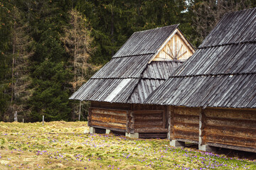 Traditional, little, wooden buildings in Chocholowska Valley, Tatra National Park, Poland. Early spring, blooming field of purple crocuses. Spruce forest in the background. © p  a  t  r  i  c  k