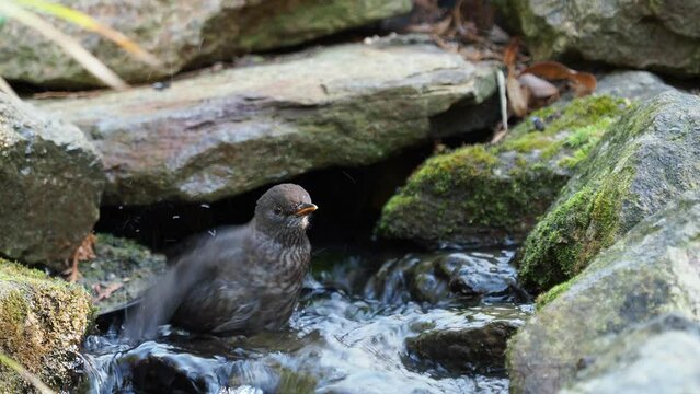 Common blackbird (Turdus merula) bathing in garden lake