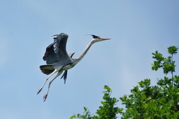 grey heron (Ardea cinerea). Portrait of an egret in flight. Wildlife scene with a  heron. 