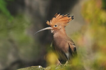 fine art photography of the eurasian hoopoe. Upupa epops. Wildlife scene with a hoopoe. 