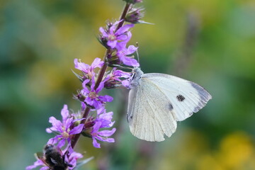 A large white butterfly sitting on the violet flower. Pieris brassicae. Large Cabbage White butterfly with closed wings in the nature habitat.