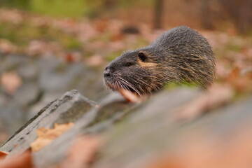 Coypu (Myocastor coypus) in the nature habitat. nutria sitting on the stone