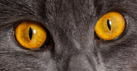 Portrait of a gray cat with yellow eyes.