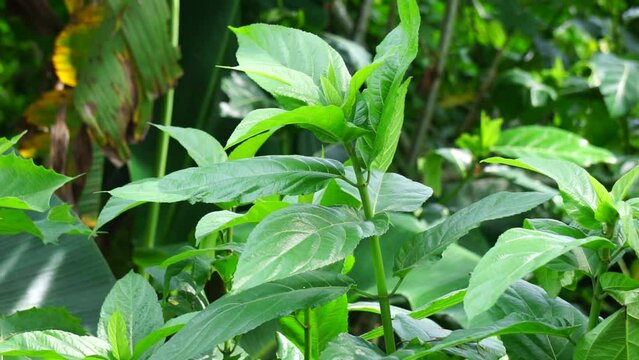 Ficus hispida (Hairy Fig, Buah luwingan, Covellia hispida, Ficus compressa, devil fig) fruit. Traditionally, different parts of the plant is used in the treatment of ulcers, psoriasis, anemia etc