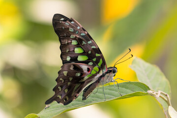 green butterfly resting on leaf