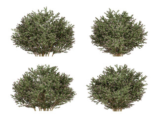 green shrubs tree on transparent background, png plant, 3d render illustration.