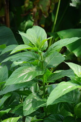 Ficus hispida (Hairy Fig, Buah luwingan, Covellia hispida, Ficus compressa, devil fig) fruit. Traditionally, different parts of the plant is used in the treatment of ulcers, psoriasis, anemia etc
