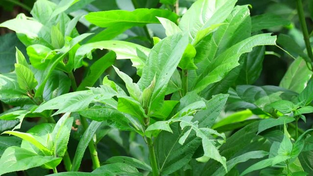 Ficus hispida (Hairy Fig, Buah luwingan, Covellia hispida, Ficus compressa, devil fig) fruit. Traditionally, different parts of the plant is used in the treatment of ulcers, psoriasis, anemia etc